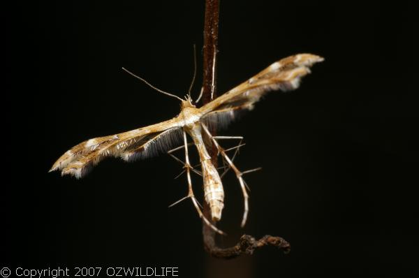 Plume Moth | Pterophoridae family Plume Moth | Pterophoridae family photo