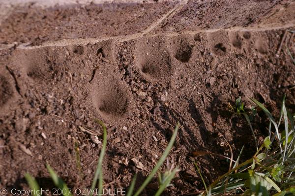 Antlion | Myrmeleontidae family Antlion | Myrmeleontidae family photo
