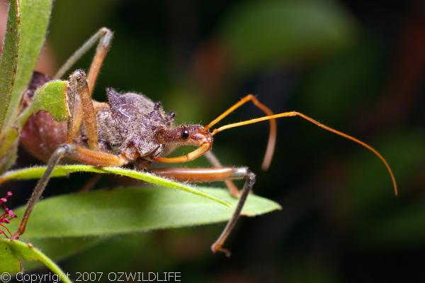 Assassin Bug | Pristhesancus plagipennis photo