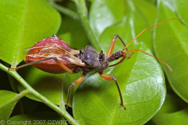 Assassin Bug | Pristhesancus plagipennis photo