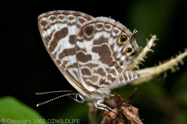 Zebra Blue Butterfly | Leptotes plinius photo