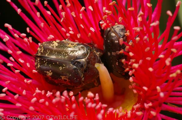 Mango Flower Beetle | Protaetia fusca photo