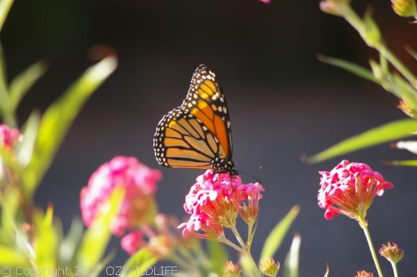 Wanderer Butterfly | Danaus plexippus photo