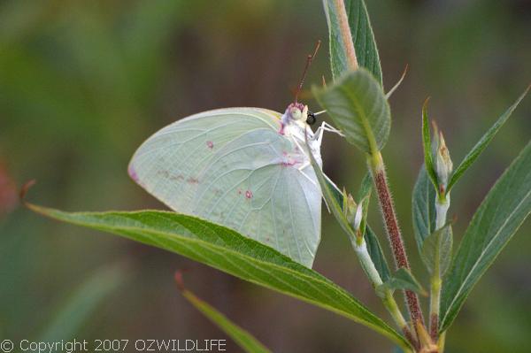 Lemon Migrant | Catopsilia pomona photo