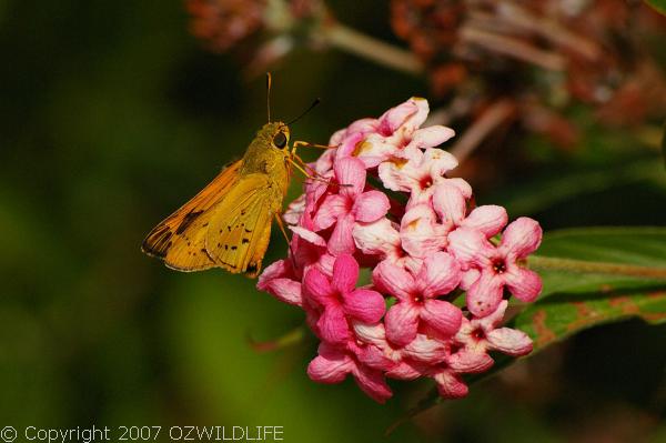 Orange Palm Dart Butterfly | Cephenes augiades photo