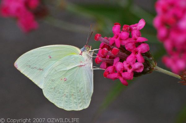 Lemon Migrant | Catopsilia pomona photo