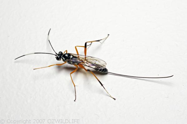 Banded Caterpillar Parasite Wasp | Ichneumon promissorius photo