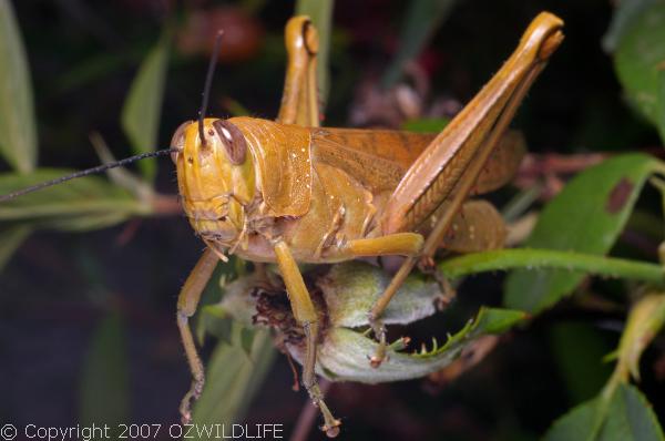 Hedge Grasshopper Valanga Irregularis