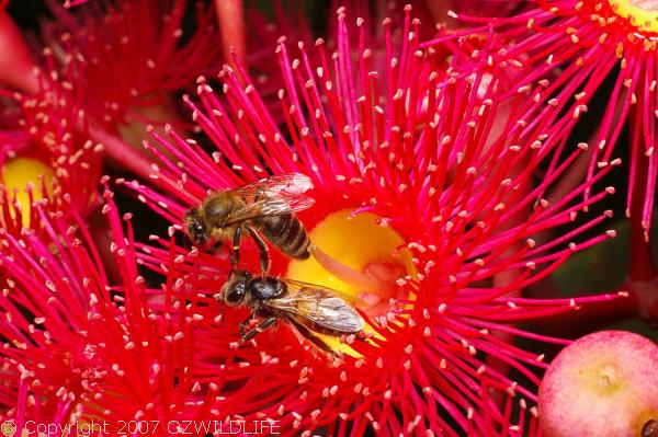 Honey Bee | Apis mellifera photo