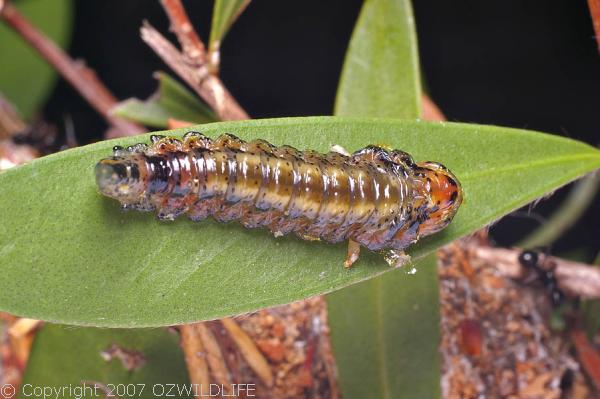 Sawfly | Pterygophorus insignis photo