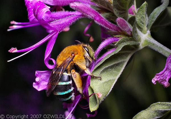 Blue-banded Bee | Amegilla cingulata photo