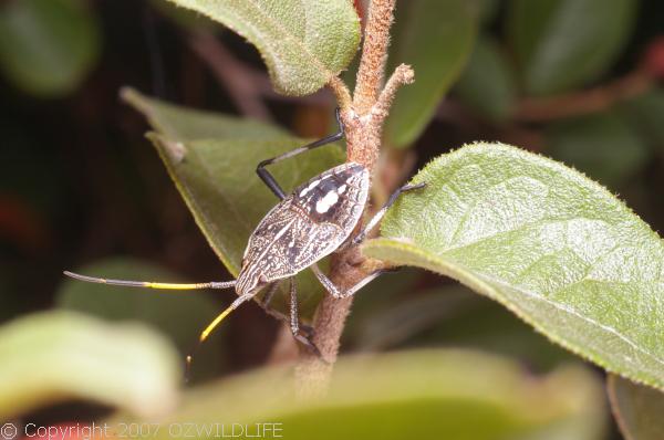 Gum Tree Shield Bug | Poecilometis ellipticus photo