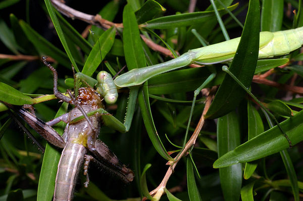 False Garden Mantid | Pseudomantis albofimbriata photo