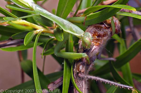 False Garden Mantid | Pseudomantis albofimbriata photo