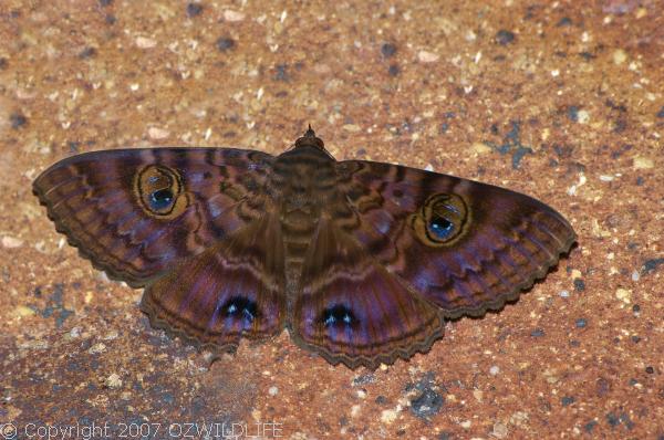 Granny's Cloak Moth | Speiredonia spectans photo