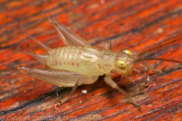 Silent Leaf-runner | Metioche vittaticollis photo