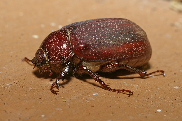 Brown Cockchafer | Rhopaea magnicornis photo