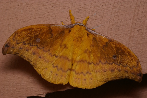 Emperor Moth | Syntherata janetta photo