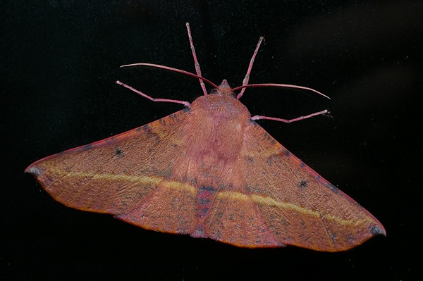 Pink Bellied Moth | Oenochroma vinaria photo