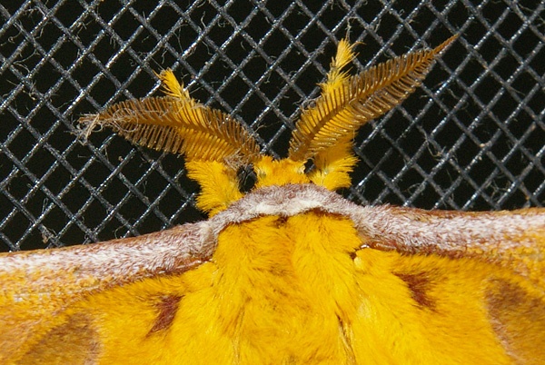 Emperor Moth | Syntherata janetta photo