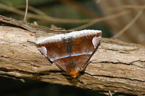 Owlet Moth | Dysgonia propyrrha photo