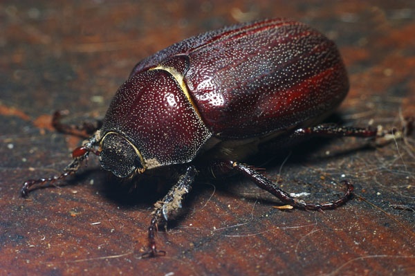 Brown Cockchafer | Rhopaea magnicornis photo