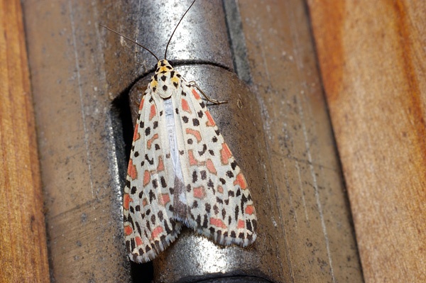 Salt and Pepper Moth | Utetheisa lotrix photo