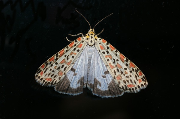 Salt and Pepper Moth | Utetheisa lotrix photo