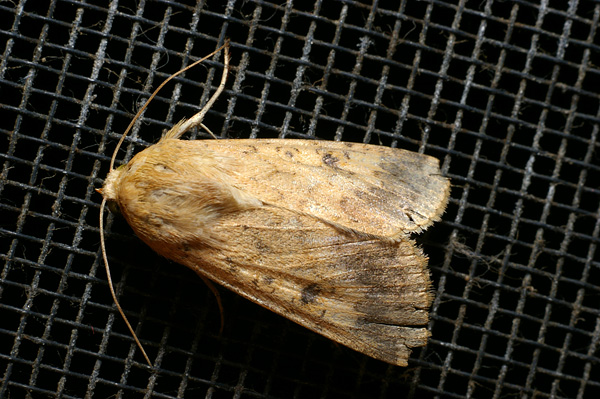 Native Budworm, Heliothis punctigera | Helicoverpa punctigera photo