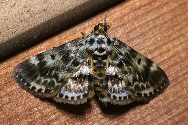 no common name | Cardamyla didymalis photo