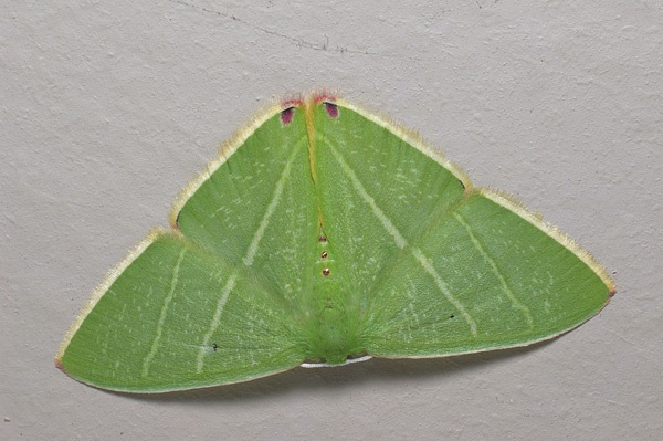 Emerald Moth | Chlorocoma sp photo