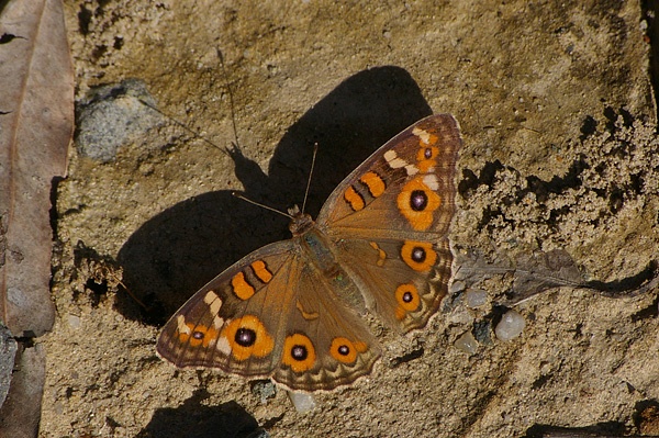 Meadow Argus | Junonia villida photo