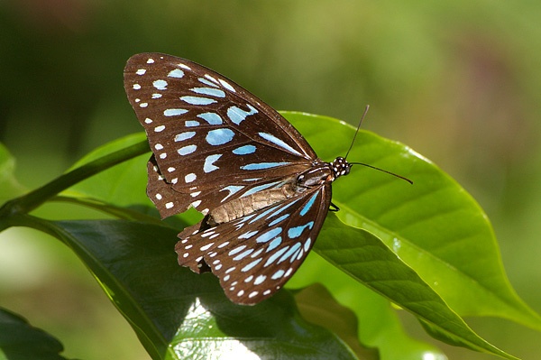 Blue Tiger | Tirumala hamata photo