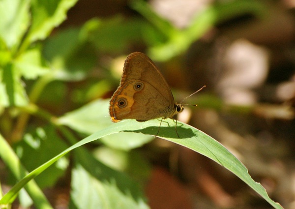 Splendid Ochre | Trapezites symmomus photo