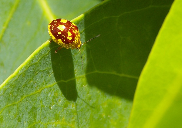 Gum Leaf Beetle | Paropsis sp photo