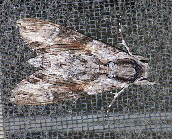 Convolvulus Hawk-moth | Agrius convolvuli photo