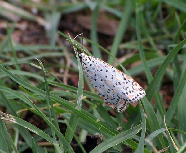 Heliotrope Moth | Utetheisa pulchelloides photo