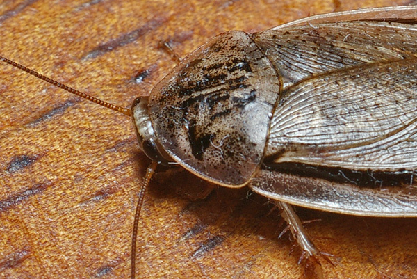Speckled Cockroach | Nauphoeta cinerarea photo