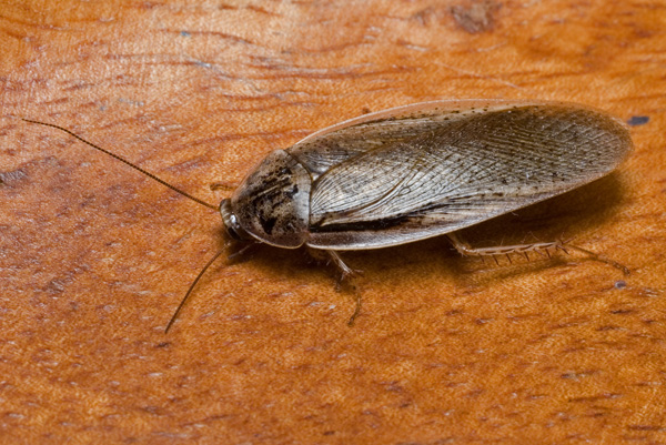 Speckled Cockroach | Nauphoeta cinerarea photo