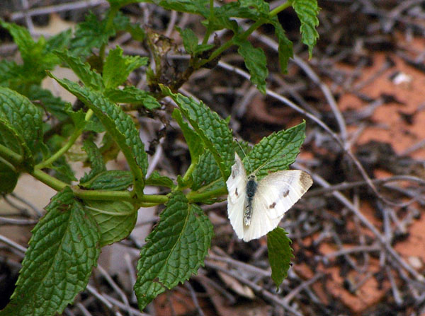 Cabbage White Butterfly | Pieris rapae photo