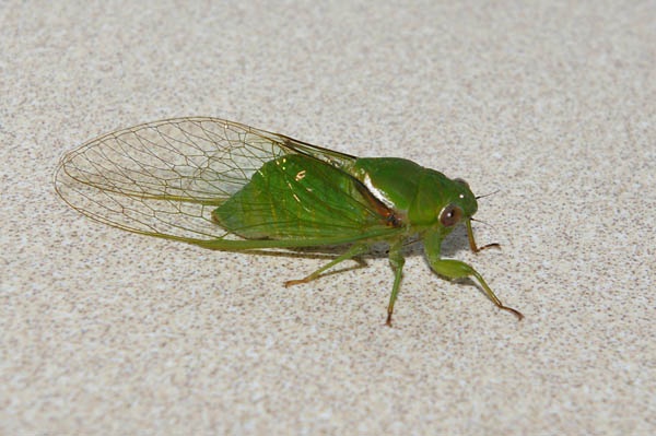 Lesser Bottle Cicada | Chlorocysta vitripennis photo