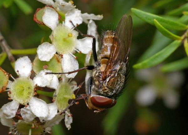 Blowfly | Metallea sp photo