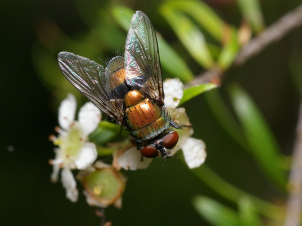 Sheep Blowfly | Lucilia sp. photo