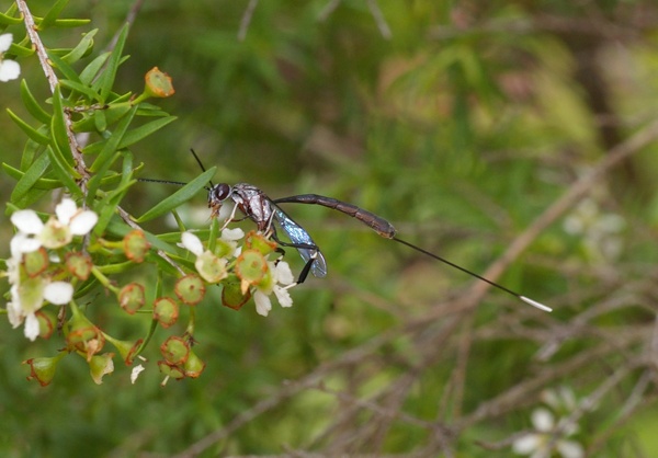 Gasteruptiid Wasp | Gasteruption sp photo