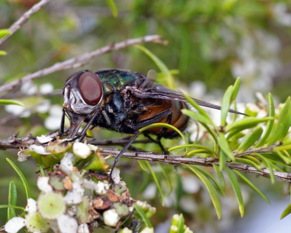 Tachnid Fly | Rutilia sp photo