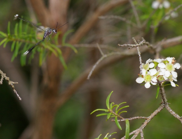 Gasteruptiid Wasp | Gasteruption sp photo