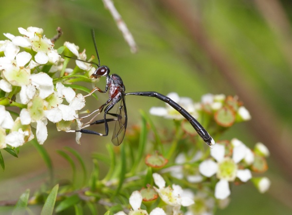 Gasteruptiid Wasp | Gasteruption sp photo