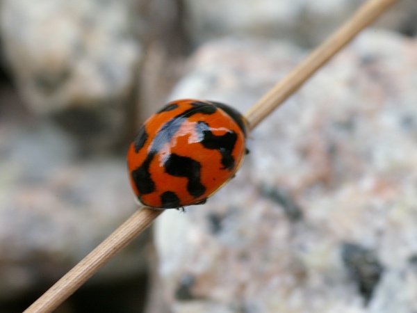 Transverse Ladybird | Coccinella transversalis photo