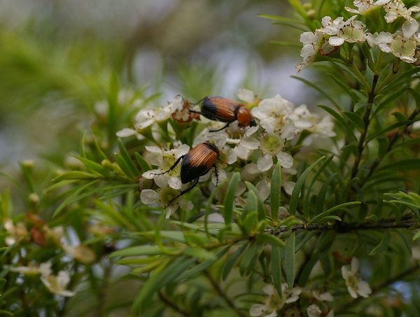 Nectar Scarab | Phyllotocus apicalis photo