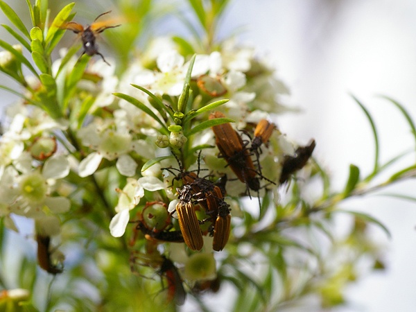Lycid Beetle | Lycidae family Lycid Beetle | Lycidae family photo